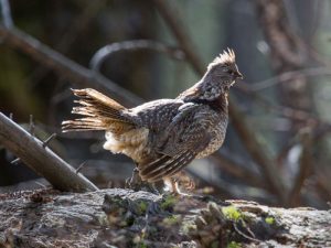 Ruffed Grouse drumming